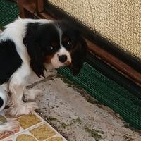Cavalier King tricolor