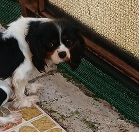 Cavalier King tricolor
