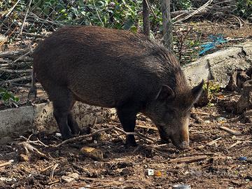Cinghiala femmina abituata allo stato brado