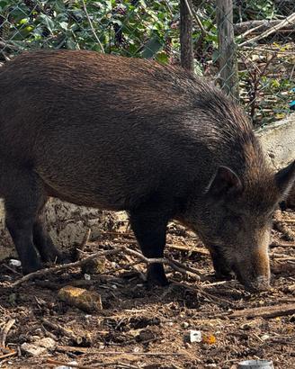 Cinghiala femmina abituata allo stato brado