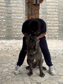Mastino napoletano