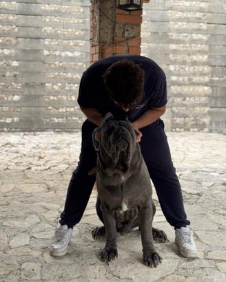 Mastino napoletano