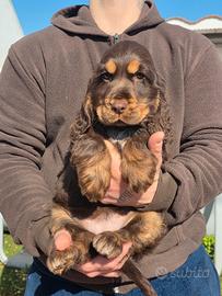 Cocker spaniel inglese