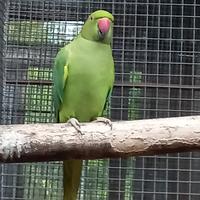 Parrocchetti dal collare