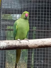 Parrocchetti dal collare