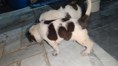 cane da caccia 