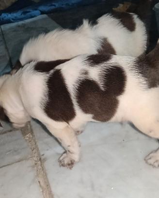 cane da caccia 