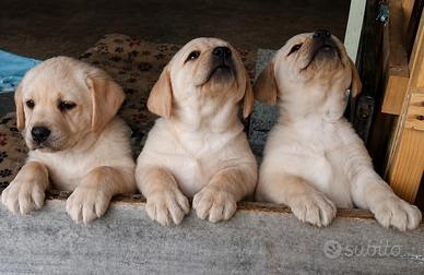 Cuccioli di Labrador