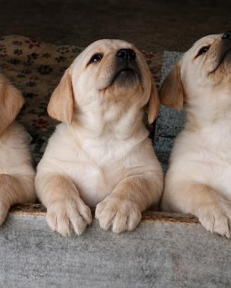 Cuccioli di Labrador
