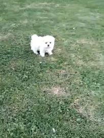 Maltese toy