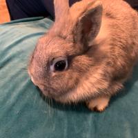 Coniglio incrocio nano e testa leone in adozione