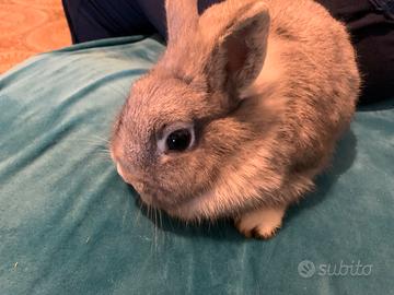 Coniglio incrocio nano e testa leone in adozione