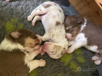 Cuccioli pastore australiano