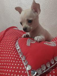 Chihuahua toy