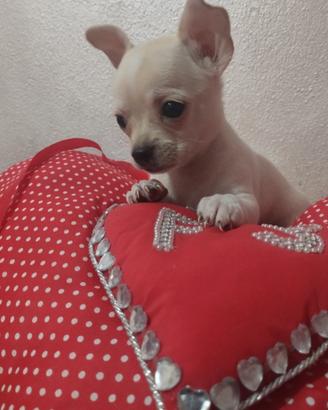 Chihuahua toy