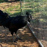 Gallo cemani