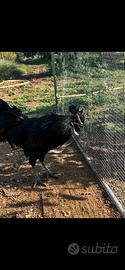 Gallo cemani