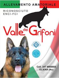 Cuccioli di Pastore Tedesco con pedigree Enci