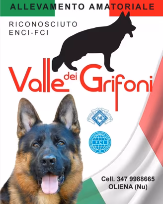 Cuccioli di Pastore Tedesco con pedigree Enci