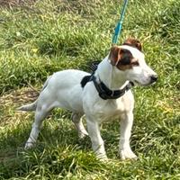 Jack russell