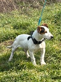 Jack russell
