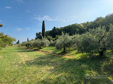 Terreno agricolo con ulivi e alberi da frutto
