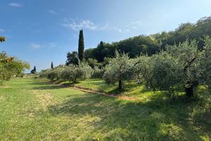 Terreno agricolo con ulivi e alberi da frutto