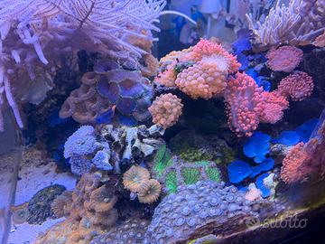 Anemone quadricolor rosse