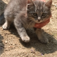 Gattino grigio cenere