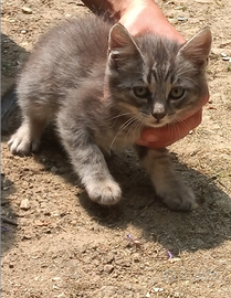 Gattino grigio cenere