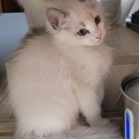 Cucciolo Ragdoll con pedigree