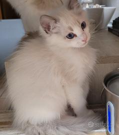 Cucciolo Ragdoll con pedigree