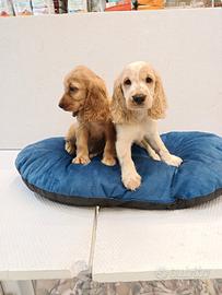 Cuccioli di cocker spaniel