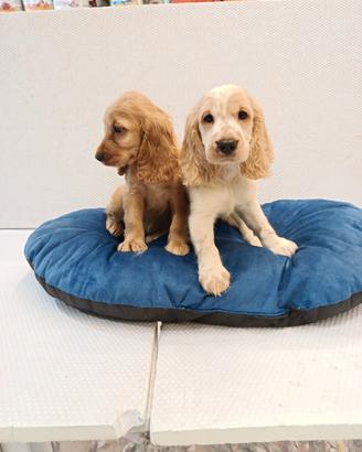 Cuccioli di cocker spaniel