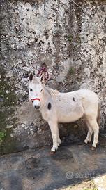 Mini Bardotta Appaloosa femmina