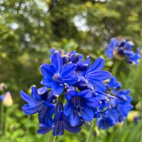 Pianta di agapanthus