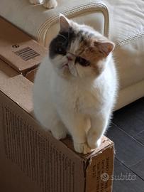 Exotic shorthair