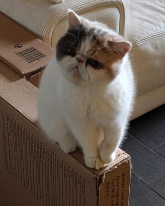 Exotic shorthair
