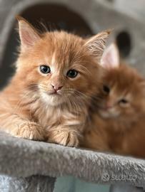 Gattini Maine Coon