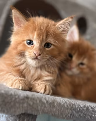 Gattini Maine Coon