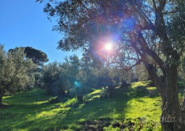 SAN FLORO - LOCALITÀ GURNA. terreno agricolo