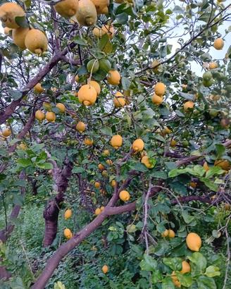 Terreno - Acireale