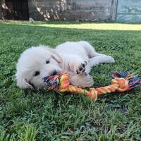 Golden retriever Cuccioli disponibili