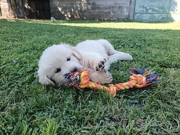 Golden retriever Cuccioli disponibili