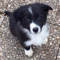 Cuccioli border collie