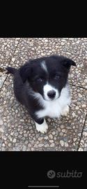 Cuccioli border collie