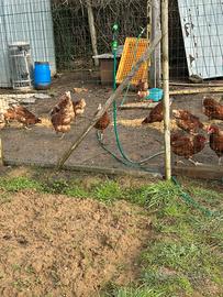 Galline ovaiole