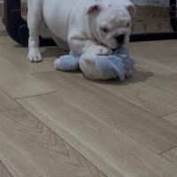 Cucciolo bulldog inglese