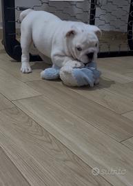 Cucciolo bulldog inglese