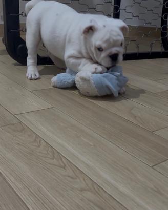 Cucciolo bulldog inglese